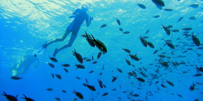 Associazione Nemo per la diffusione della cultura del mare