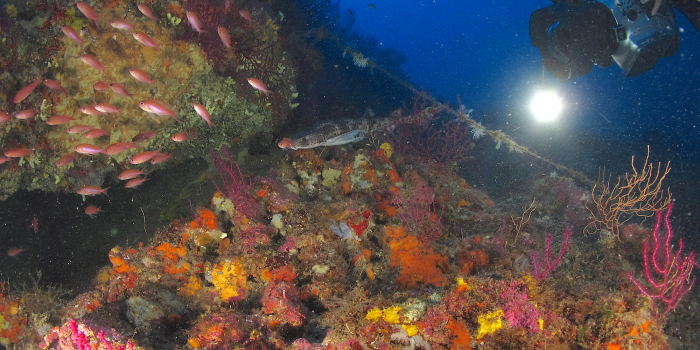ANS Diving Ischia ASD